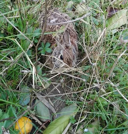 La Volpe E L'uva Casa di campagna *